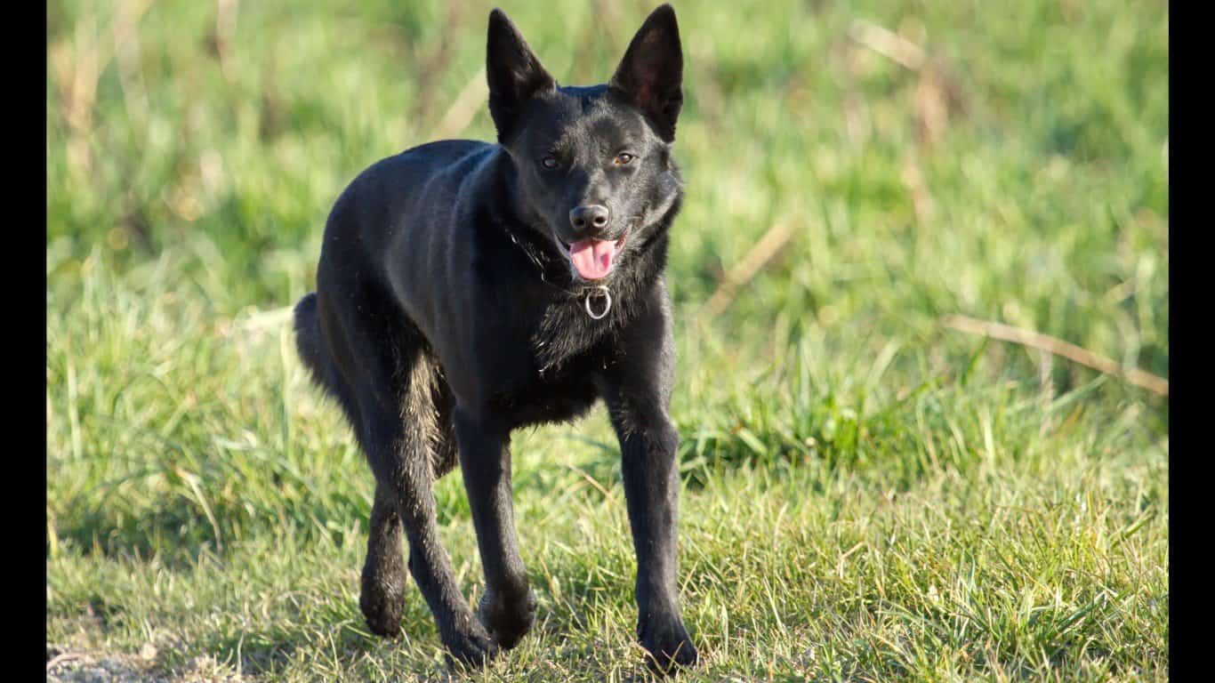 Schipperke