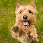 Norwich Terrier