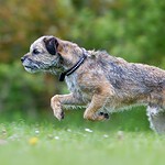 Border Terrier