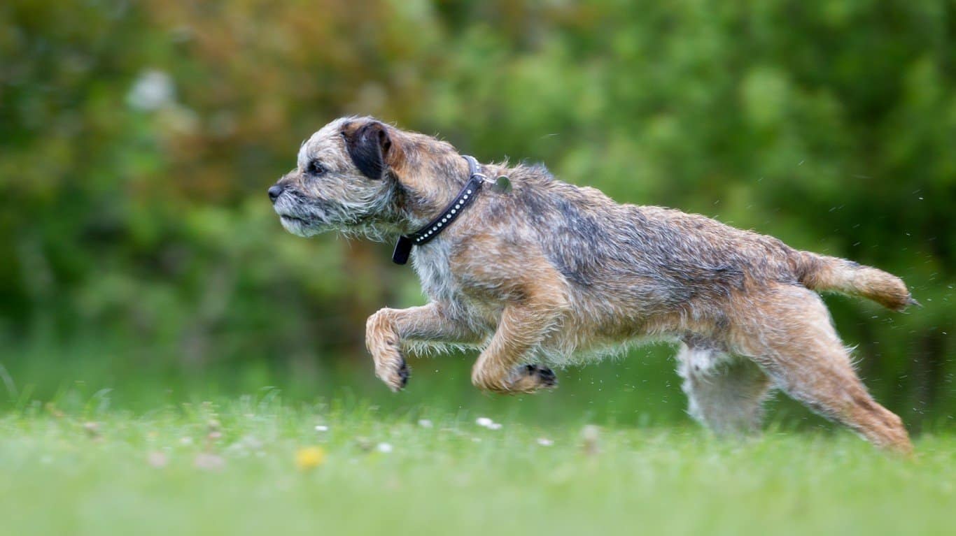 Border Terrier