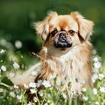 Tibetan Spaniel