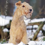 Lakeland Terrier