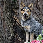 Australian Cattle Dog