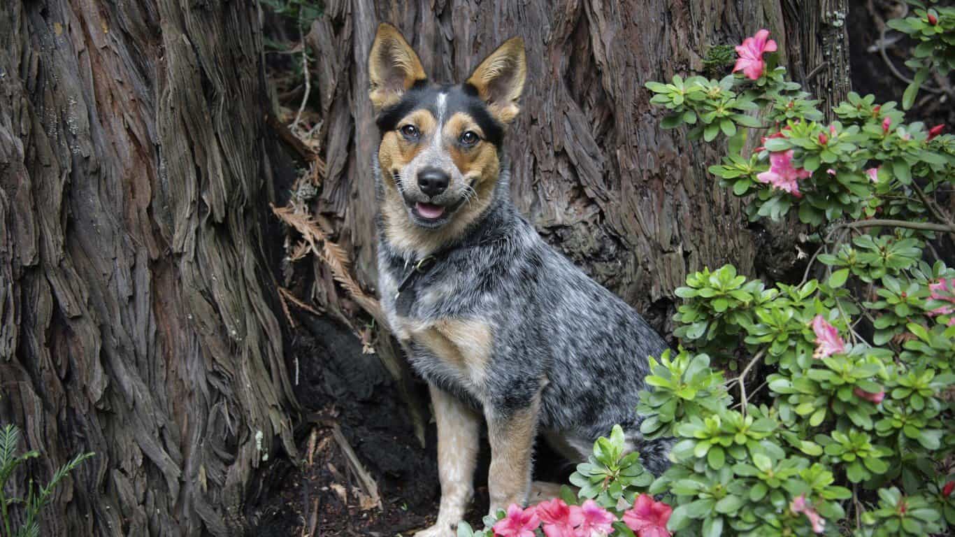 Australian Cattle Dog