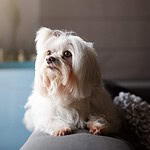 Lhasa Apso