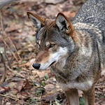 The Red Wolf Once Roamed East Texas
