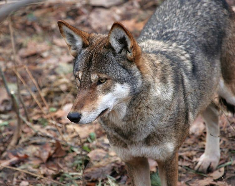 The Red Wolf Once Roamed East Texas