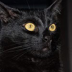 Fuzzy Black Cat Cutout