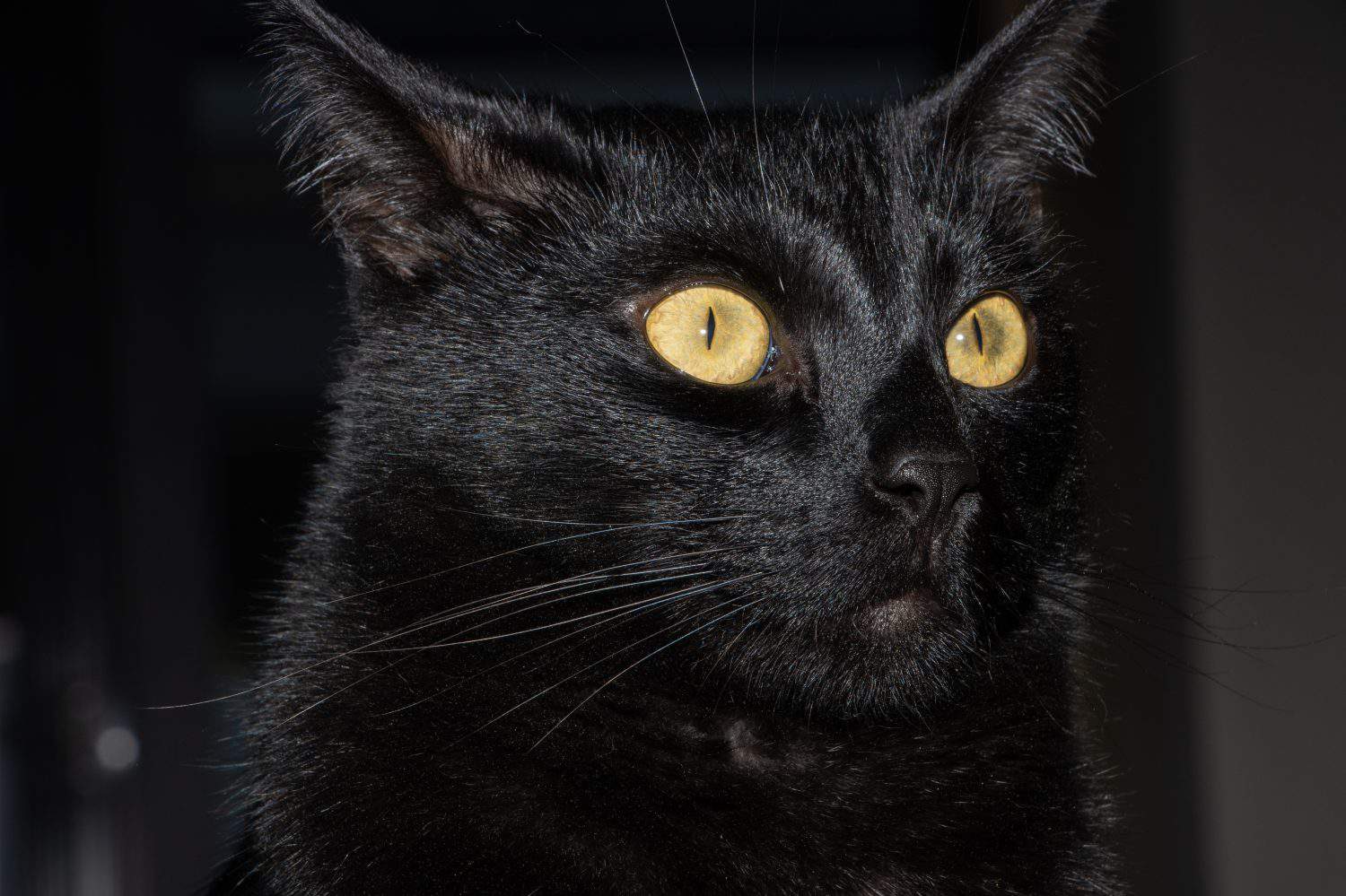 Fuzzy Black Cat Cutout