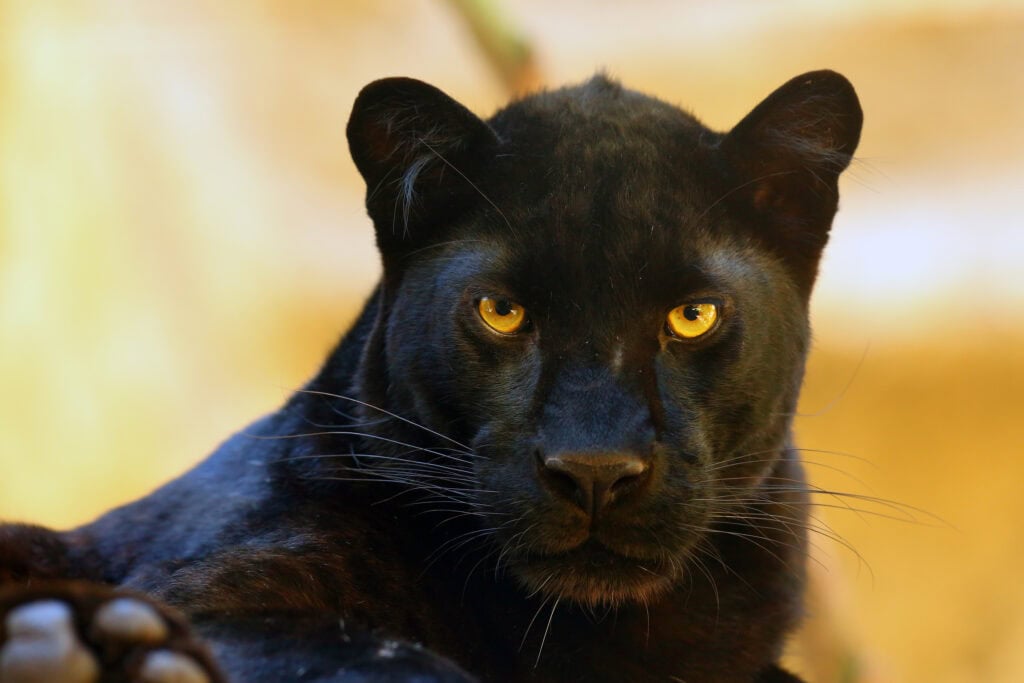 The leopard (Panthera pardus) portrait. Melanistic leopard are also called black panther.