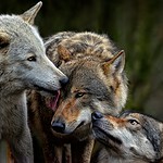Could Wolves Make a Comeback? (continued)