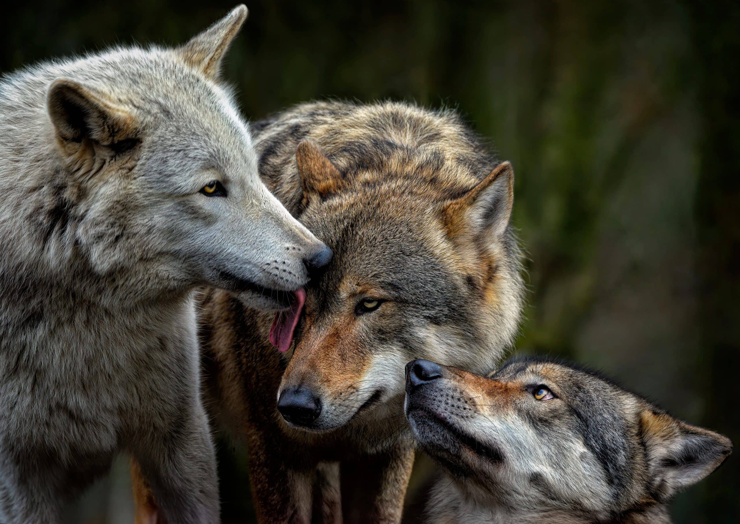 Could Wolves Make a Comeback? (continued)