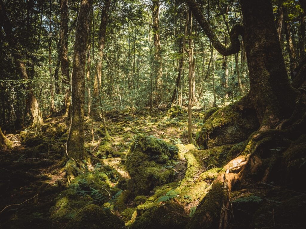 A peaceful summer afternoon in Aokigahara forest