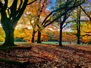 HAMPSTEAD HEATH, LONDON, ENGLAND; NOVEMBER 11 2023. The sun glinting through the trees, casting shadows on a carpet of golden leaves, on a beautiful autumn day at Hampstead Heath.