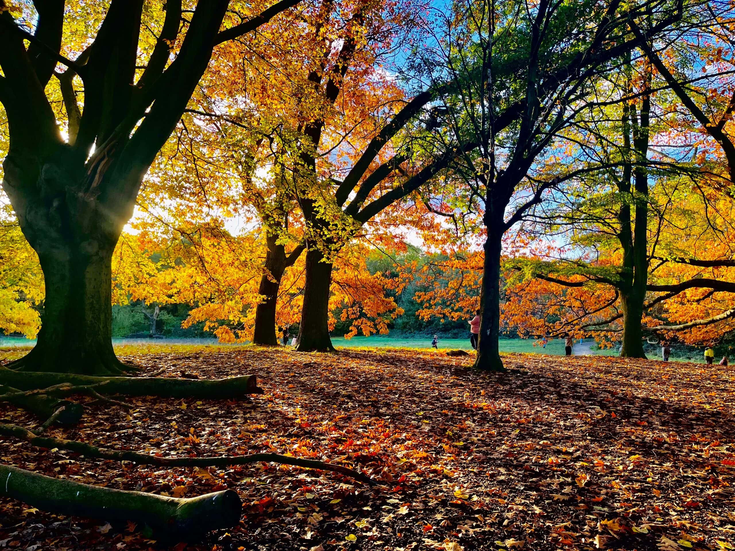 HAMPSTEAD HEATH, LONDON, ENGLAND; NOVEMBER 11 2023. The sun glinting through the trees, casting shadows on a carpet of golden leaves, on a beautiful autumn day at Hampstead Heath.