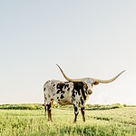 Brownsville-Harlingen-Raymondville, Texas