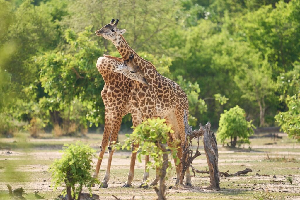 Thornicroft giraffe (Giraffa camelopardalis thornicrofti) play fighting in South Luangwa National Park, Zambia