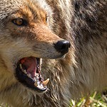 Texas Law Is a Major Obstacle to Wolf Restoration
