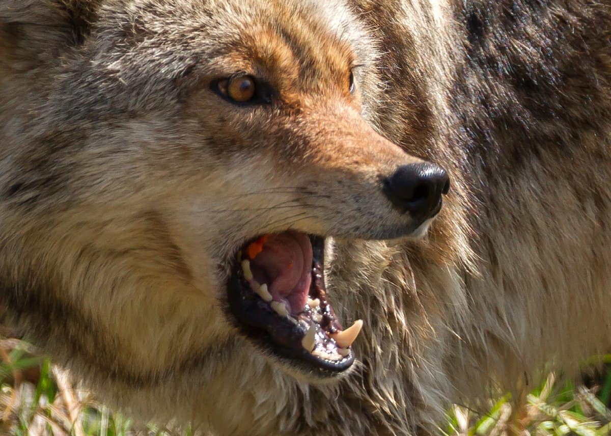 Texas Law Is a Major Obstacle to Wolf Restoration