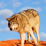 The Texas Gray Wolf Has Disappeared