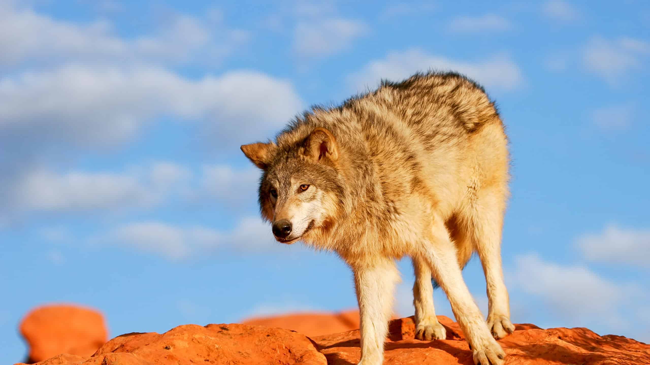 The Texas Gray Wolf Has Disappeared