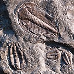 The Rocks May Preserve Evidence of Extremely Early Life