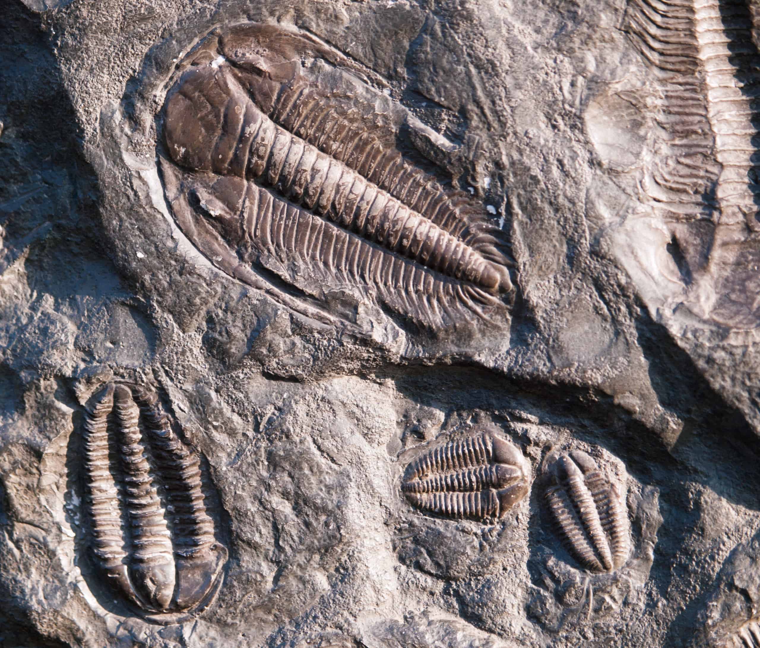 The Rocks May Preserve Evidence of Extremely Early Life