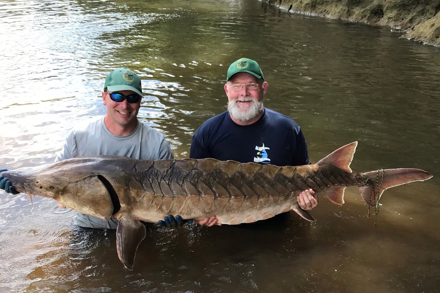 Alabama Sturgeon