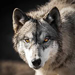Are There Still Wolves in Texas?