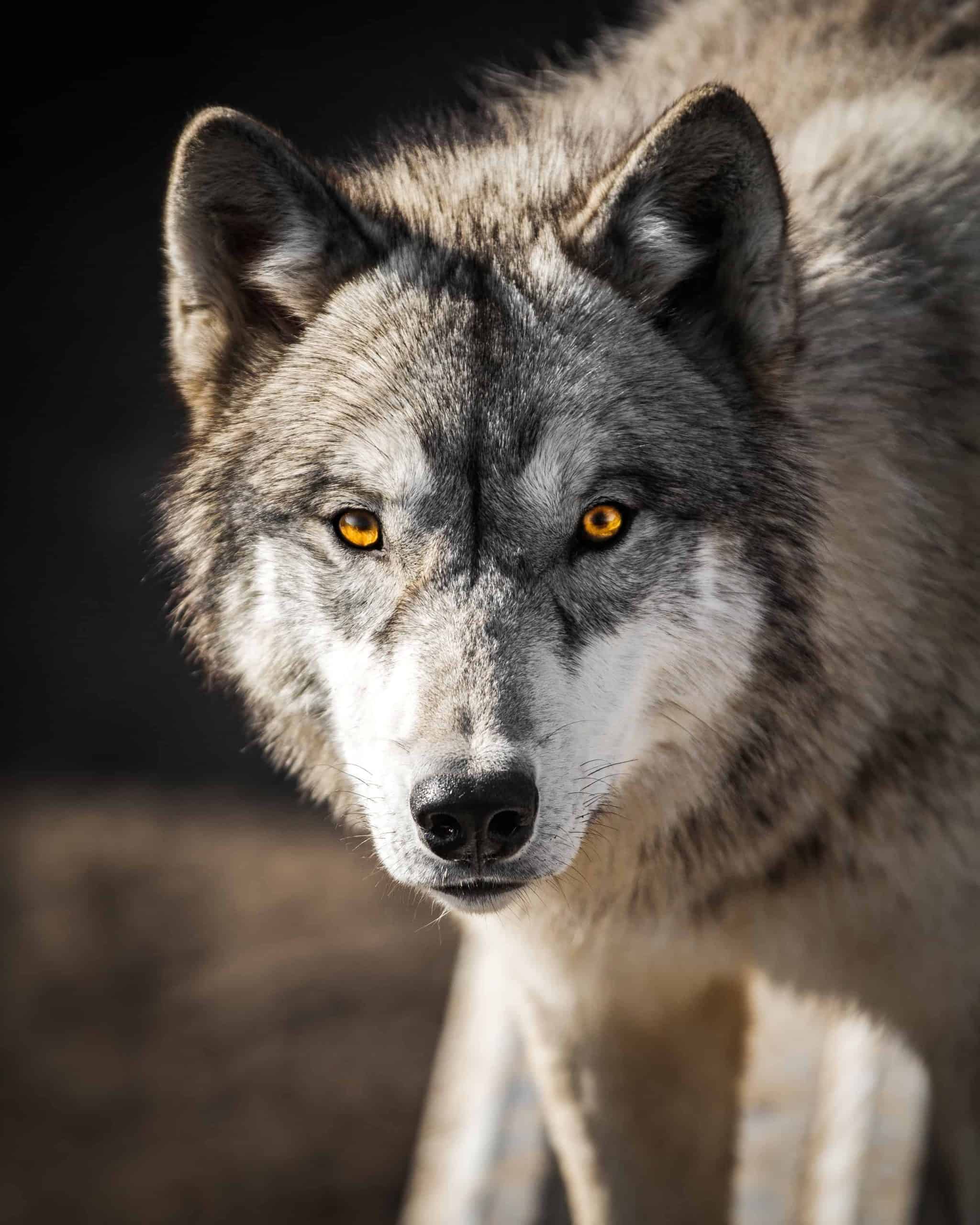 Are There Still Wolves in Texas?