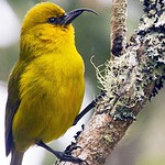 ʻAkekeʻe