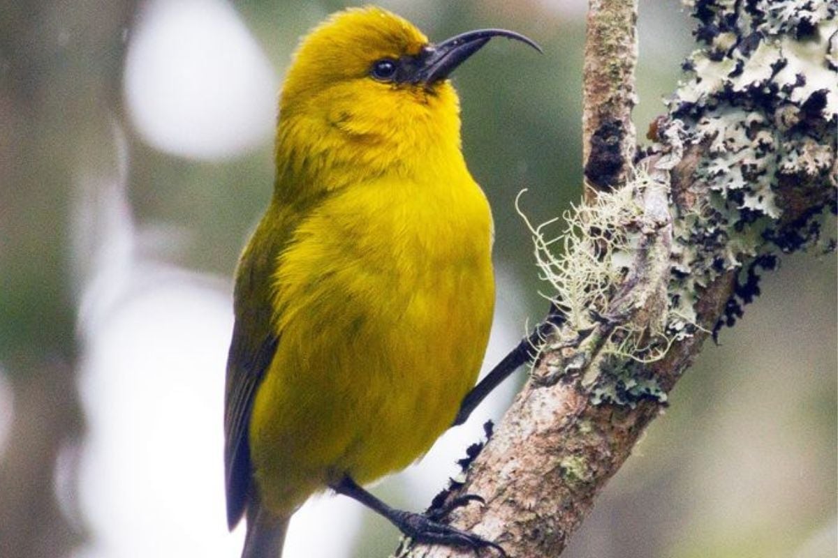ʻAkekeʻe